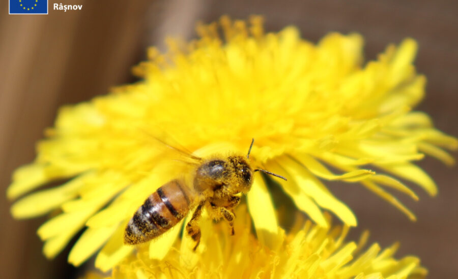 Salvați albinele și fermierii