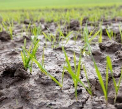 Fonduri UE în valoare de 430 de milioane EUR pentru sprijinirea sectorului agricol al UE