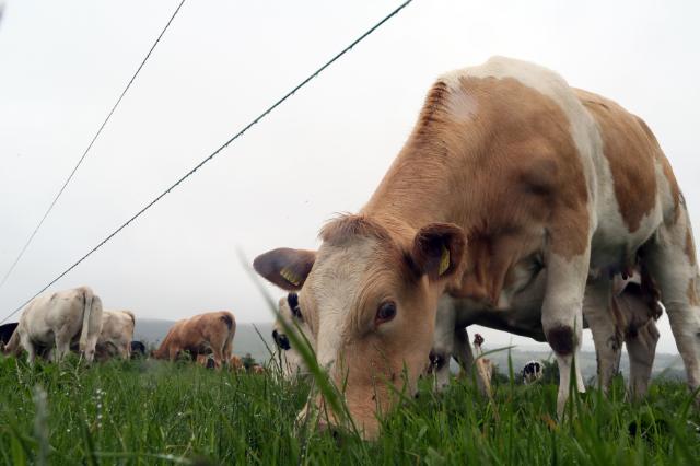 Comisia propune noi norme pentru îmbunătățirea bunăstării animalelor