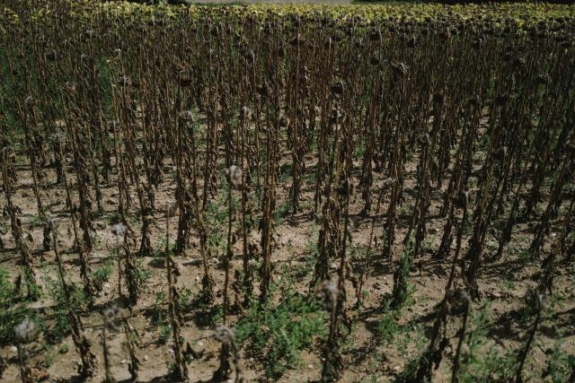 Repararea daunelor cauzate de seceta severă din 2022