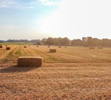 Comisia aprobă o schemă de ajutor de stat a României în valoare de 241 de milioane EUR pentru sprijinirea producătorilor agricoli