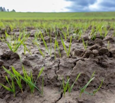 Comisia propune un sprijin în valoare de 120 milioane EUR pentru fermierii afectați de fenomene meteorologice nefavorabile din România și alte 4 state membre